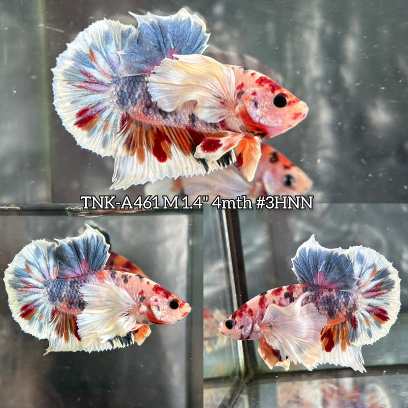 Live Male Betta Fancy Koi Dumbo big ear Plakat (TNK-A461) High quality What you see What you get!!