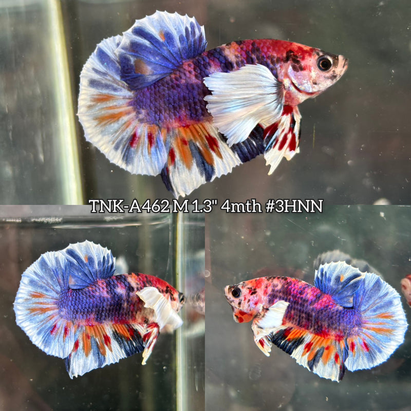 Live Male Betta Candy Multicolors Dumbo big ear Plakat (TNK-A462) High quality What you see What you get!!