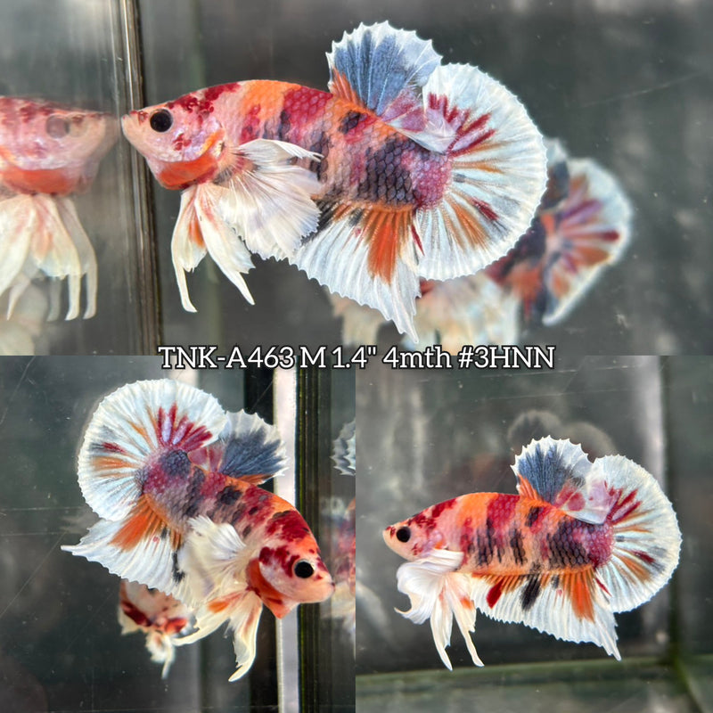 Live Male Betta Candy Nemo Dumbo big ear Plakat (TNK-A463) High quality What you see What you get!!