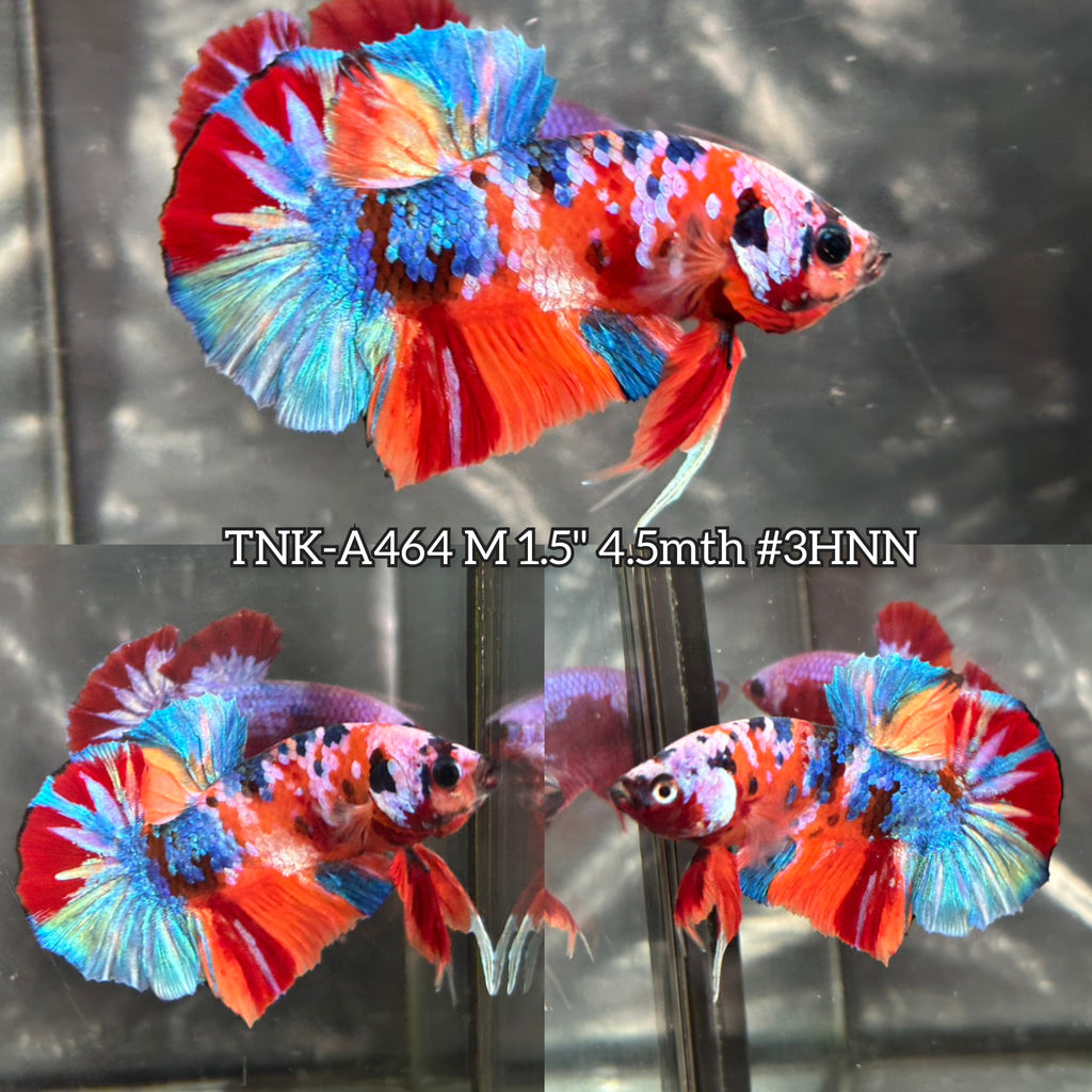 Live Male Betta Orange Galaxy Nemo Plakat (TNK-A464) High quality
