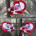 Live Male Betta Fancy Red Pattern Startail Plakat (TNK-A465)S048✔️ High quality What you see What you get!!