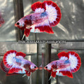 Live Male Betta Fancy Red Pattern Startail Plakat (TNK-A465)S048✔️ High quality What you see What you get!!