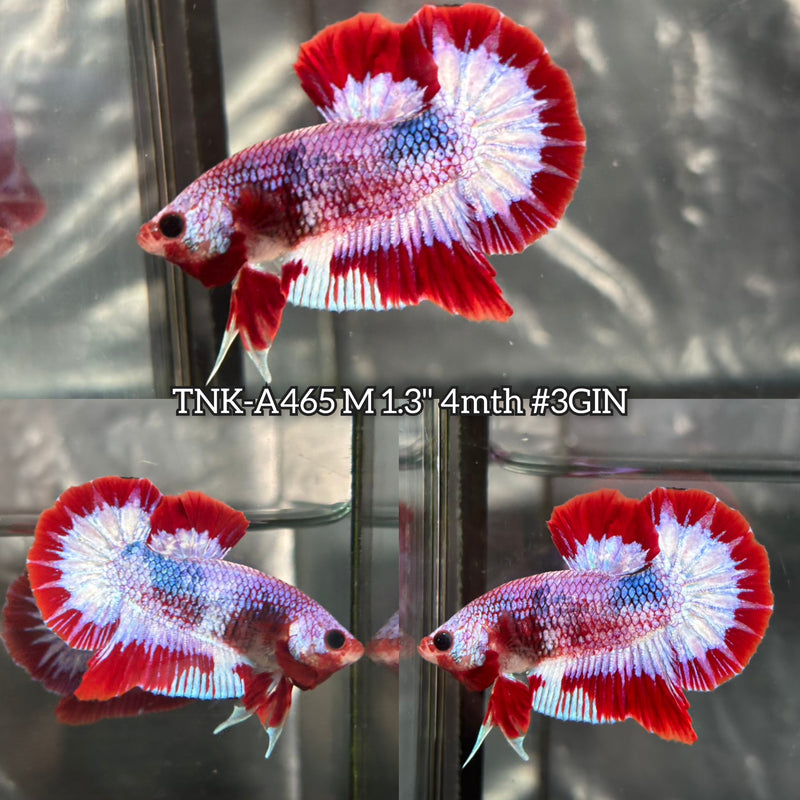 Live Male Betta Fancy Red Pattern Startail Plakat (TNK-A465) High quality What you see What you get!!