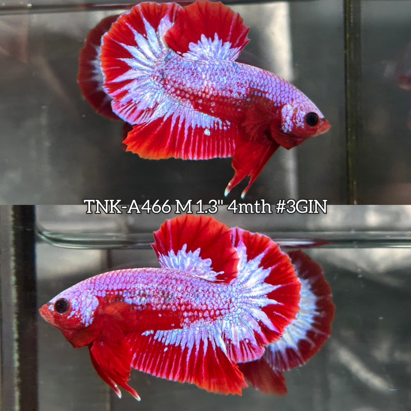 Live Male Betta Fancy Red Pink Plakat (TNK-A466) High quality What you see What you get!!
