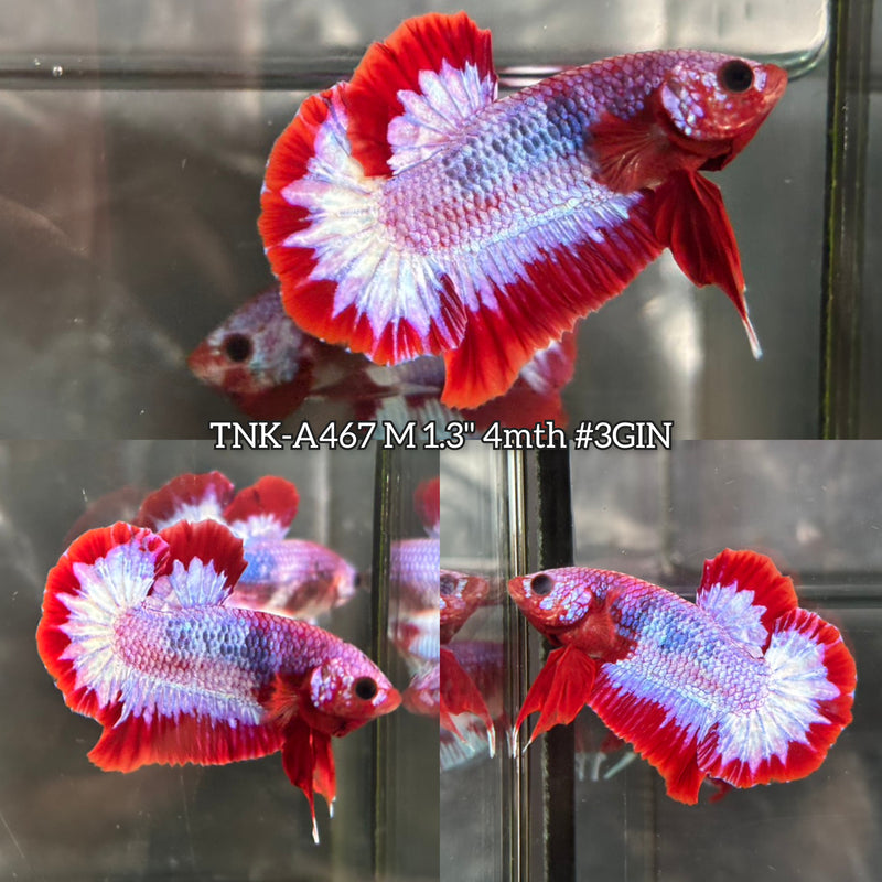 Live Male Betta Fancy Red Pattern Startail Plakat (TNK-A467) High quality What you see What you get!!