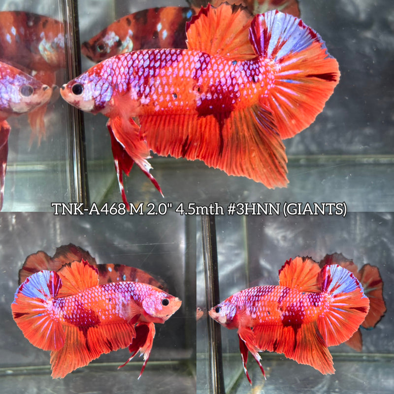 Live Male Betta Orange Galaxy Nemo Giants Plakat (TNK-A468) High quality What you see What you get!!