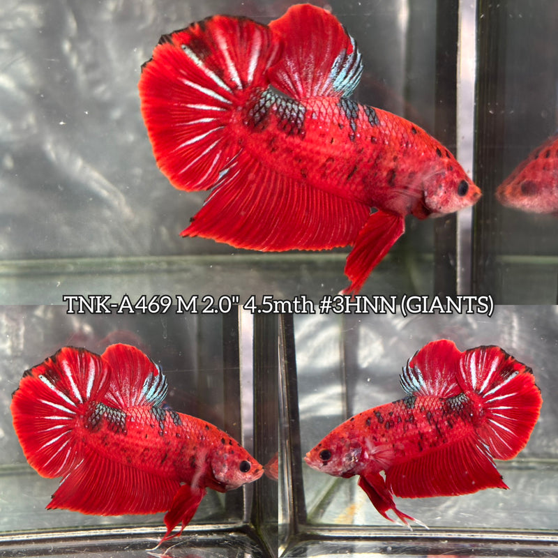 Live Male Betta Red Galaxy Giants Plakat (TNK-A469) High quality What you see What you get!!
