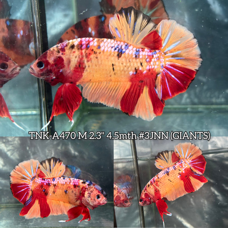 Live Male Betta Galaxy Nemo Giants Plakat (TNK-A470) High quality What you see What you get!!