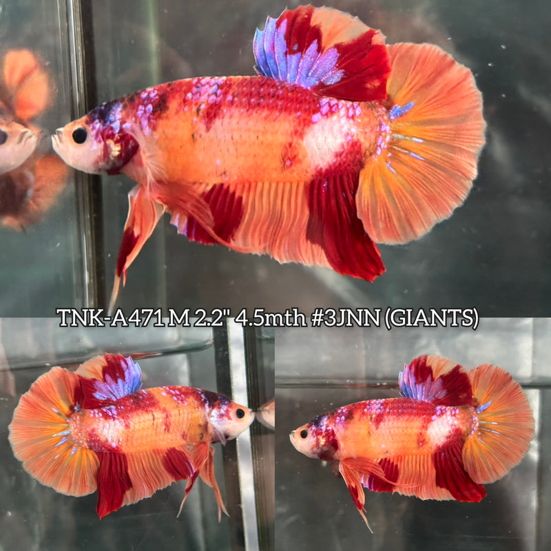 Live Male Betta Orange Galaxy Nemo Giants Plakat (TNK-A471) High quality What you see What you get!!