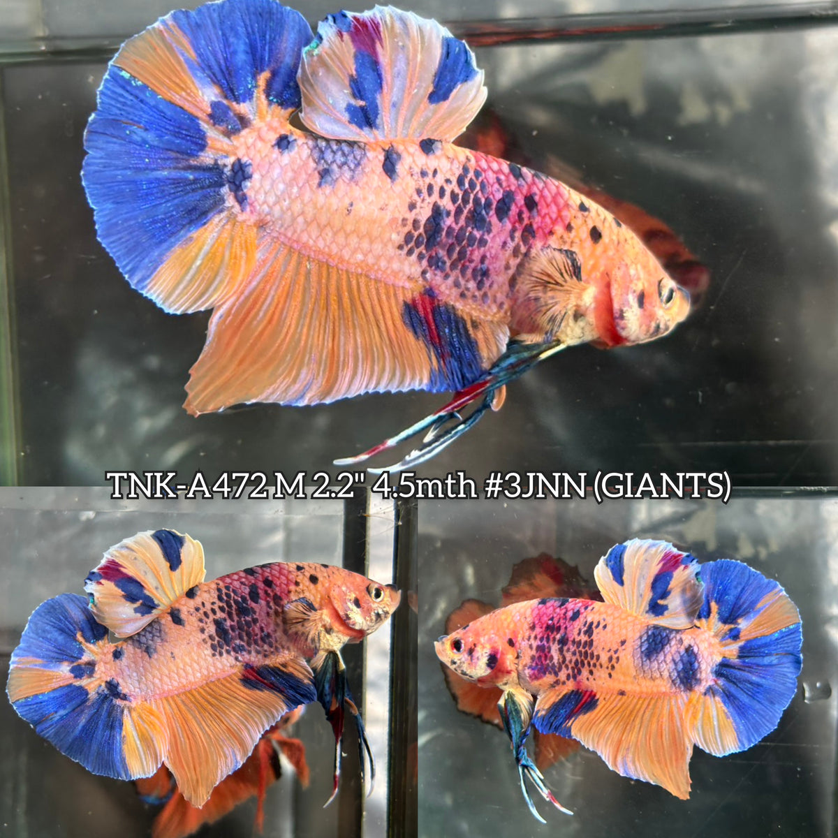 Live Male Betta Candy Marble Giants Plakat (TNK-A472) High quality What you see What you get!!