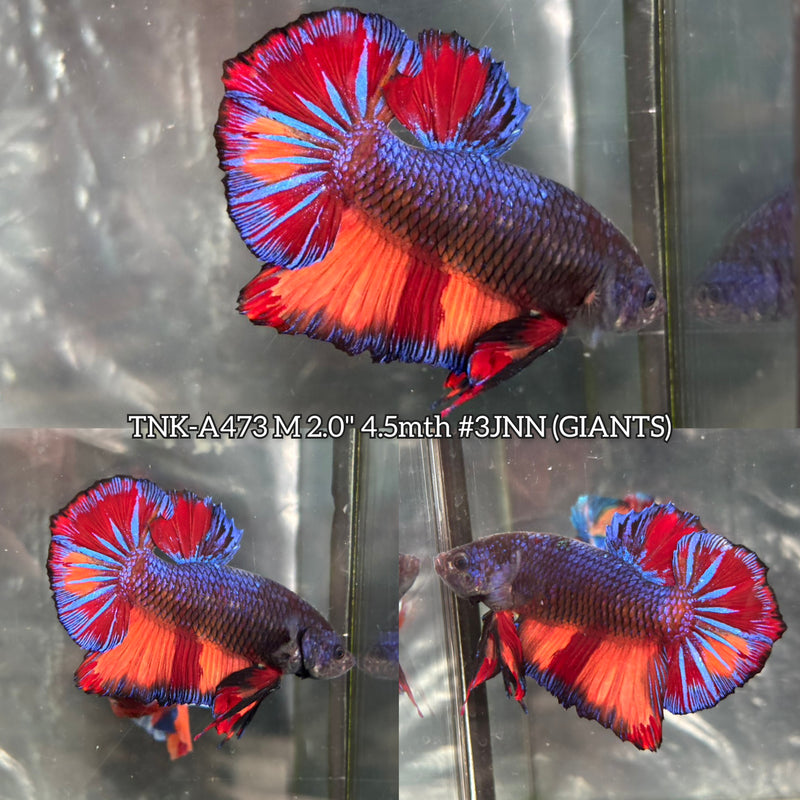 Live Male Betta Fancy Emerald Giants Plakat (TNK-473) High quality What you see What you get!!