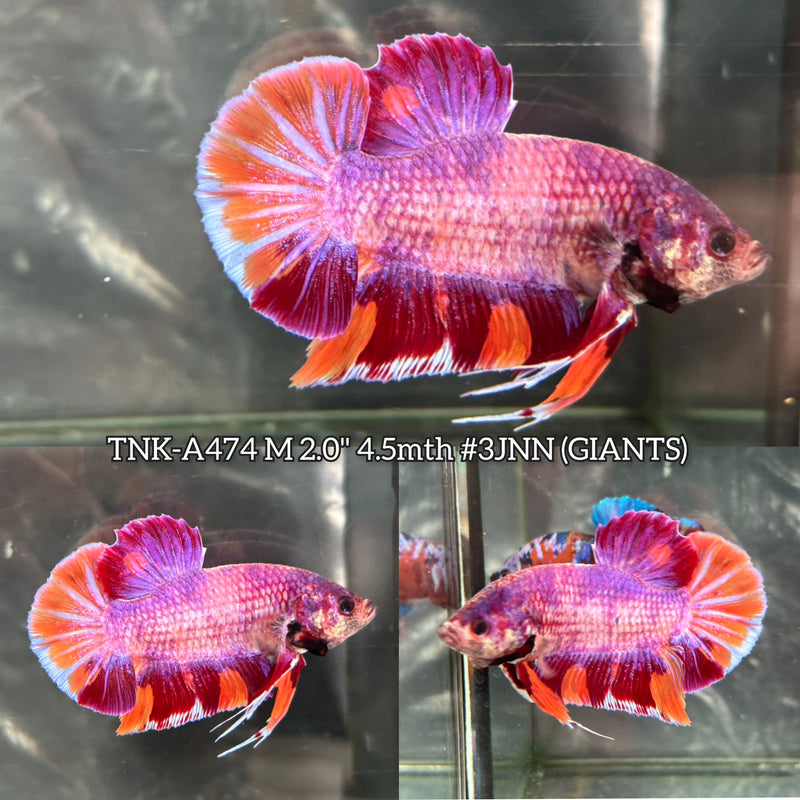 Live Male Betta Purple Pink Candy Sweet colors Giants Plakat (TNK-474) High quality What you see What you get!!