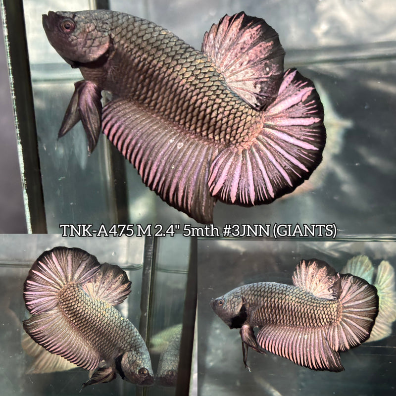 Live Male Betta Black Copper Dark Colors Giants Plakat (TNK-475) High quality What you see What you get!!