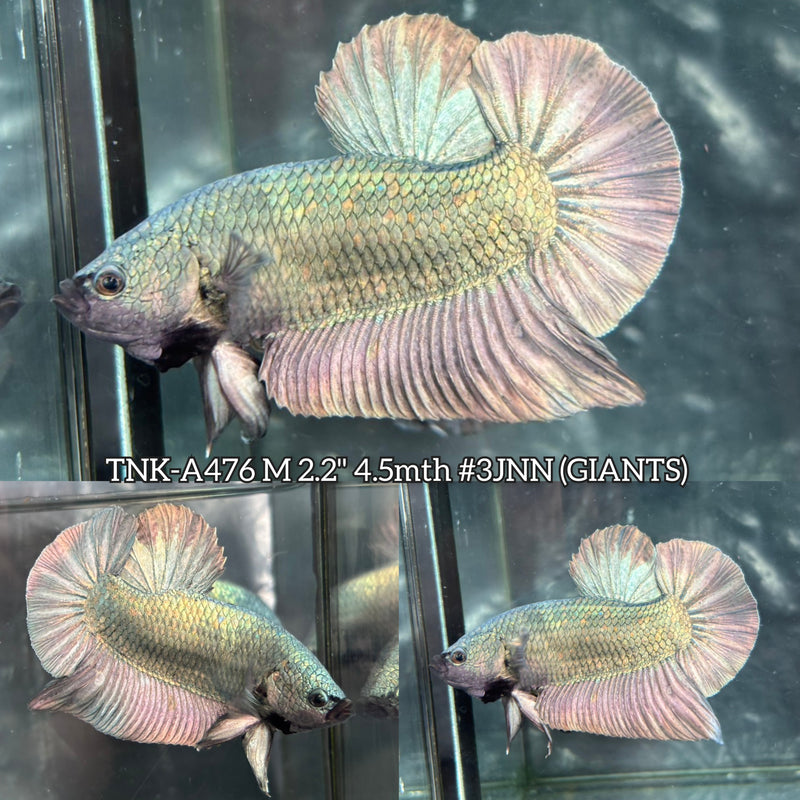 Live Male Betta Copper Green Dragon Giants Plakat (TNK-476) High quality What you see What you get!!