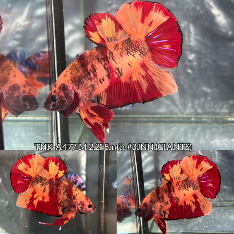 Live Male Betta Orange Red Fire Nemo Giants Plakat (TNK-477) High quality What you see What you get!!