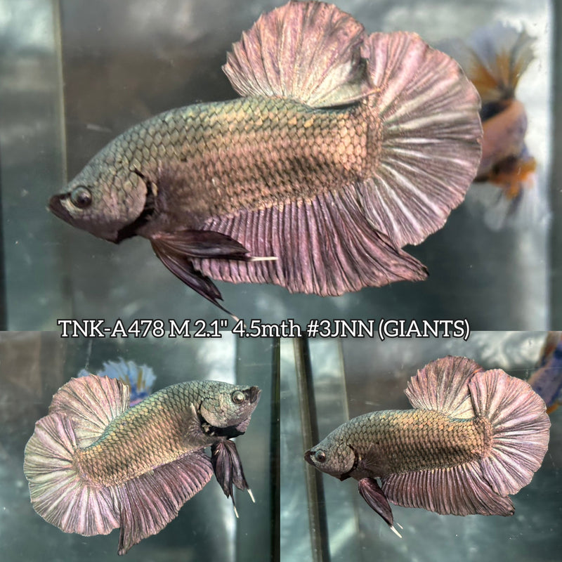 Live Male Betta Copper Dark Solid Color Giants Plakat (TNK-478) High quality What you see What you get!!