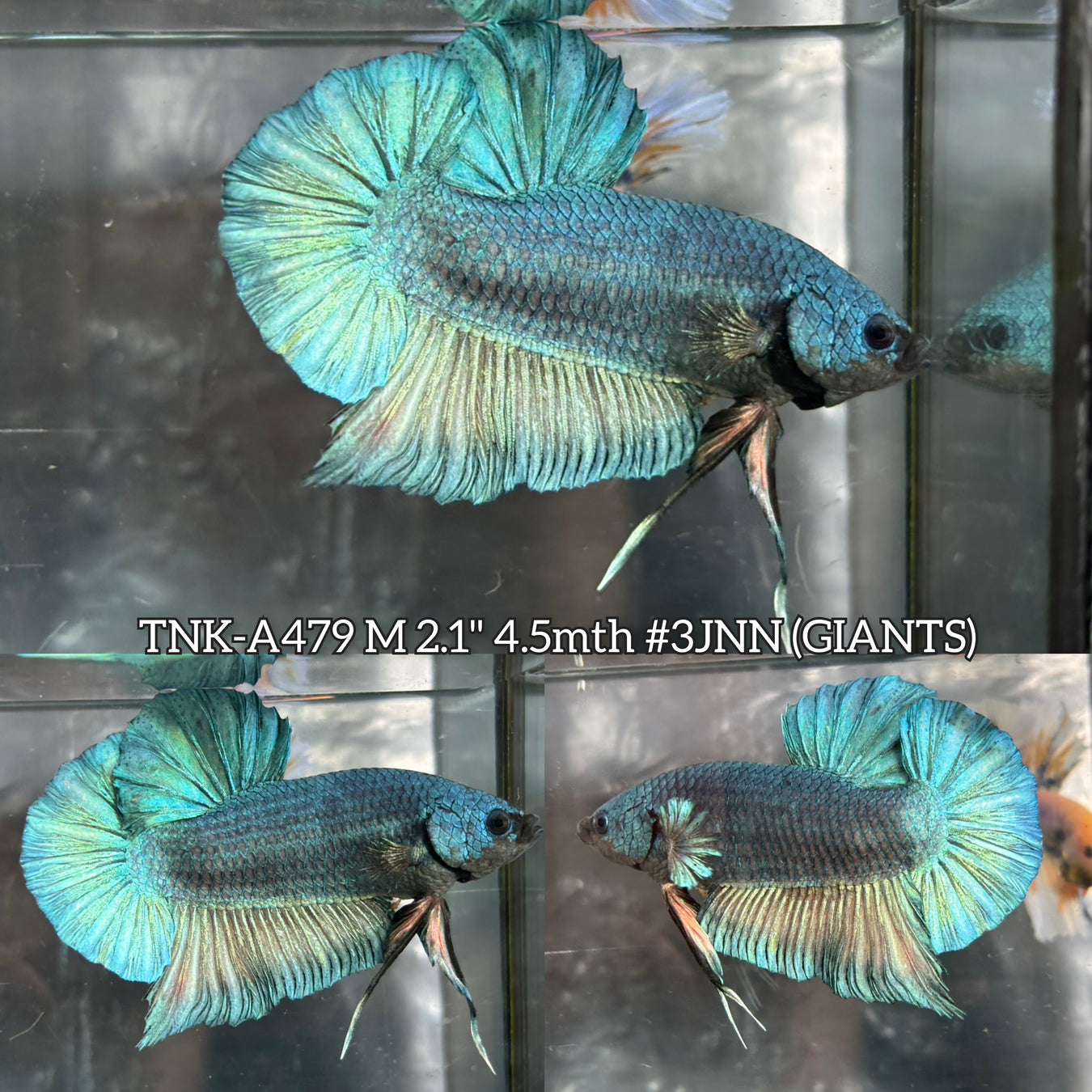 ALL BETTA