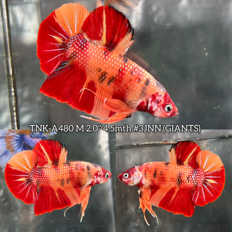 Live Male Betta Red Orange Nemo Metallic Giants Plakat (TNK-A480) High quality What you see What you get!!