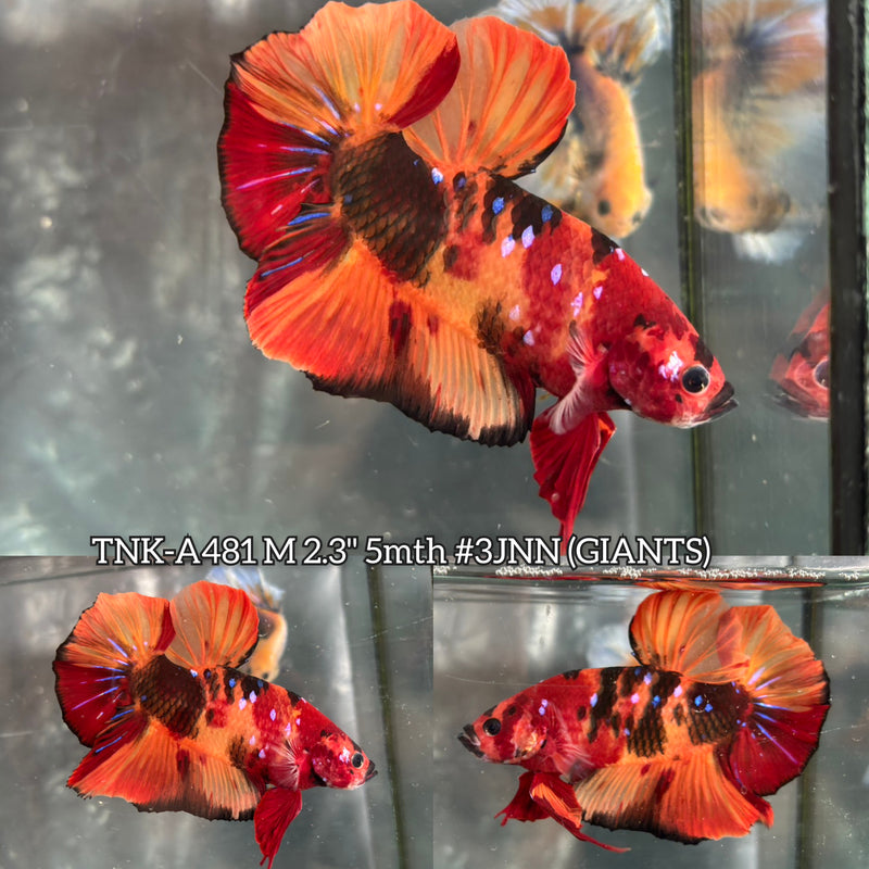 Live Male Betta Red Orange Galaxy Nemo Giants Plakat (TNK-A481) High quality What you see What you get!!