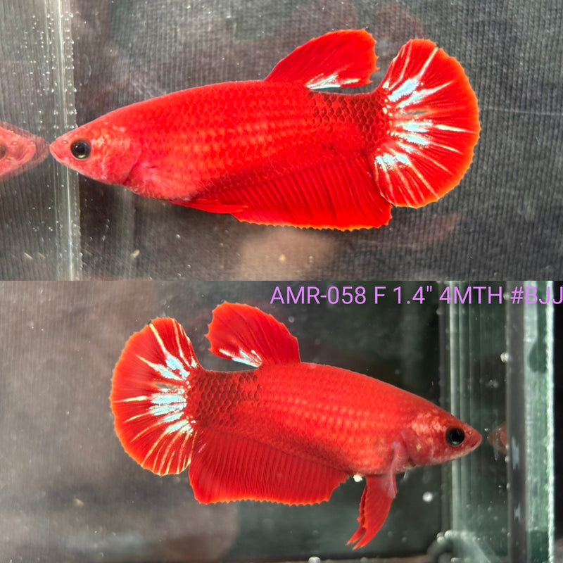 Live Female Betta Fancy Red Hellboy Plakat (AMR-058) High quality what you see what you get!!