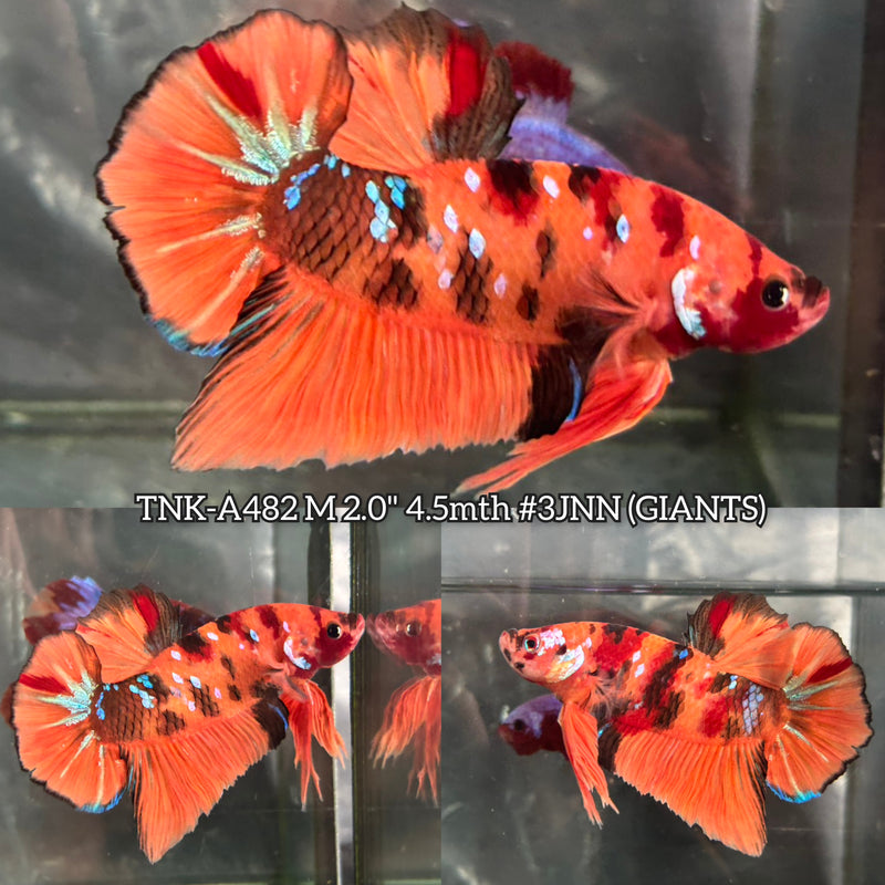 Live Male Betta Orange Galaxy Nemo Giants Plakat (TNK-A482) High quality What you see What you get!!