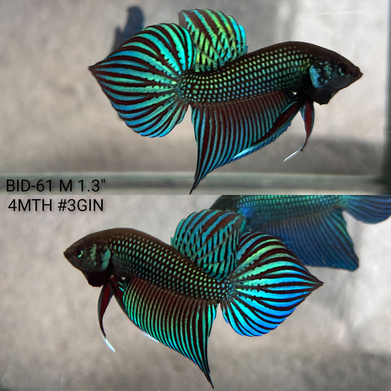 Live Male Betta Green Original Mahachai wild Plakat (BID-61) High quality what you see what you get!!