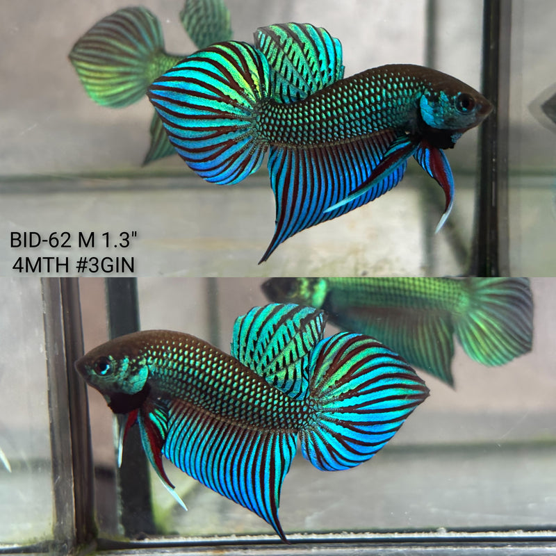 Live Male Betta Green Original Mahachai wild Plakat (BID-62) High quality what you see what you get!!