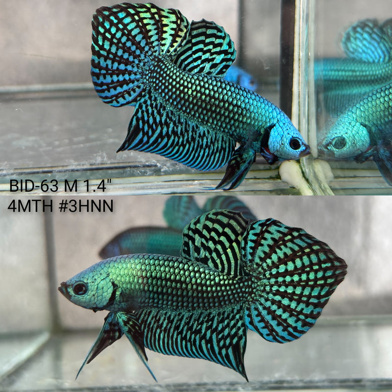 Live Male Betta Green Alien Hybrid wild Plakat (BID-63) High quality what you see what you get!!