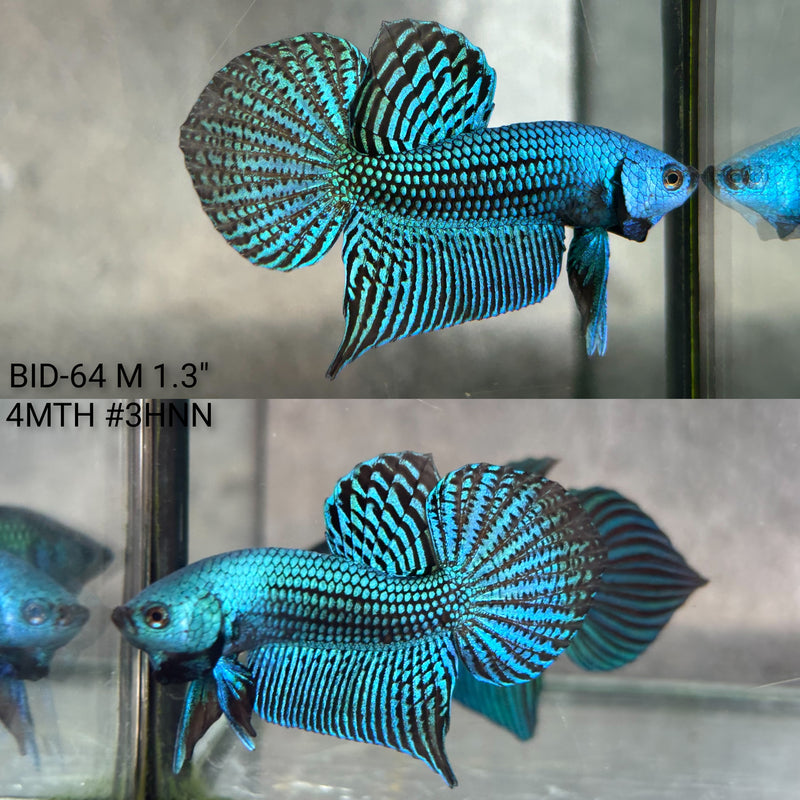 Live Male Betta Green Turquoise Alien Hybrid wild Plakat (BID-64) High quality what you see what you get!!