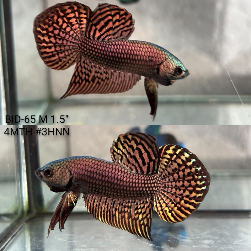 Live Male Betta Copper Alien Hybrid wild Plakat (BID-65) High quality what you see what you get!!