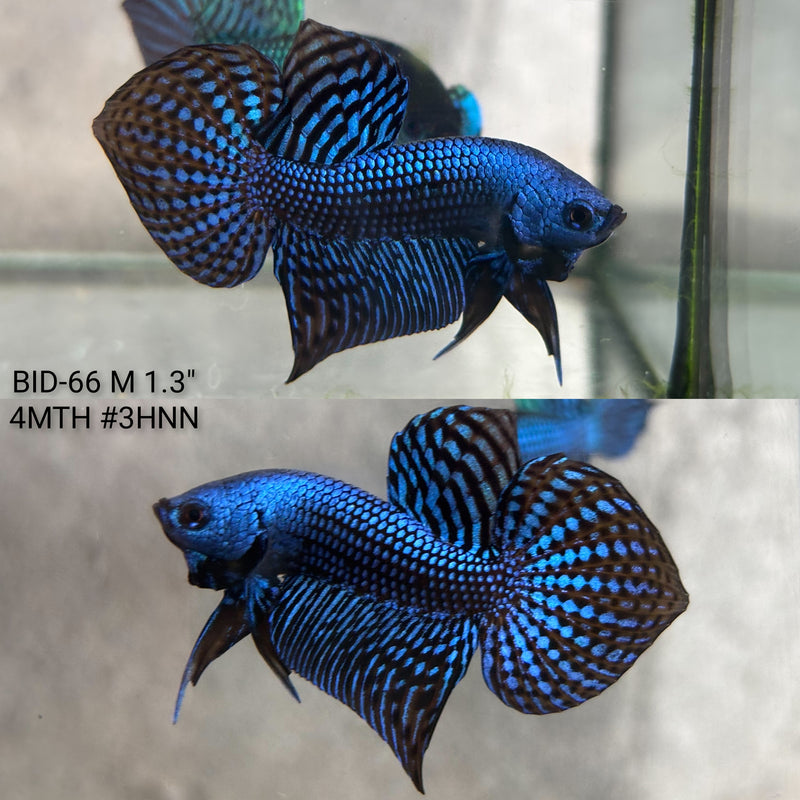 Live Male Betta Blue Alien Hybrid wild Plakat (BID-66) High quality what you see what you get!!