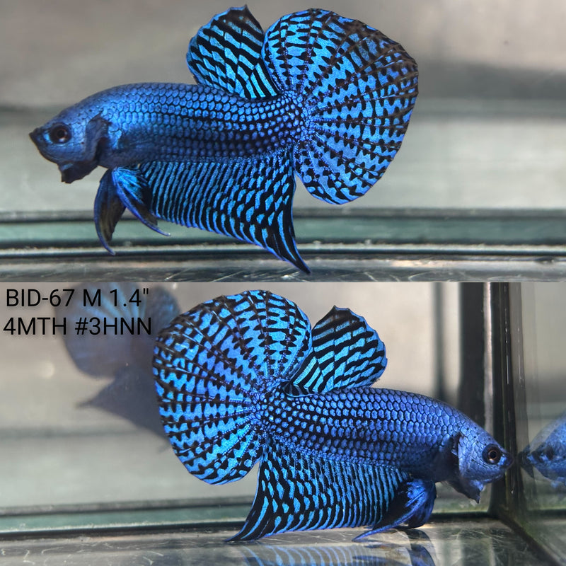 Live Male Betta Blue Alien Hybrid wild Plakat (BID-67) High quality what you see what you get!!