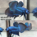 Live Male Betta Blue Alien Hybrid wild Plakat (BID-68)S186✔️ High quality what you see what you get!!
