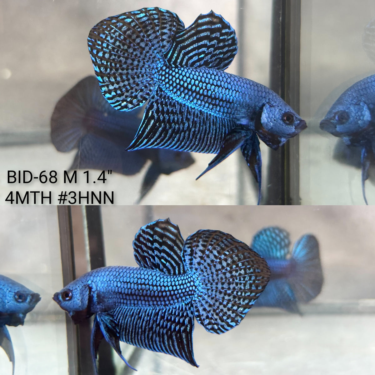 Live Male Betta Blue Alien Hybrid wild Plakat (BID-68)S186✔️ High quality what you see what you get!!