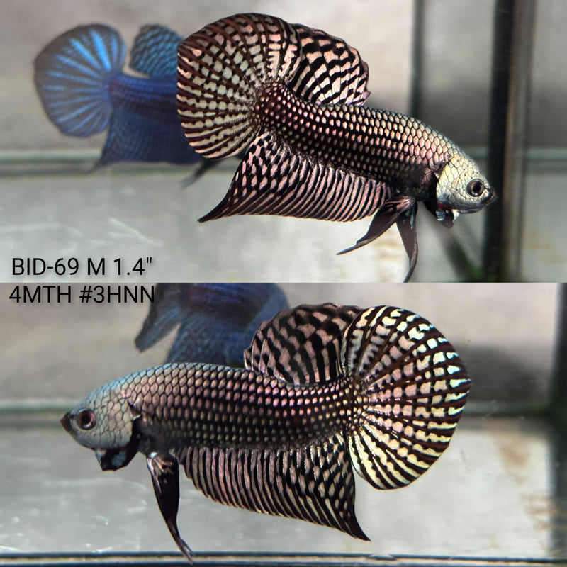 Live Male Betta Copper Alien Hybrid wild Plakat (BID-69) High quality what you see what you get!!