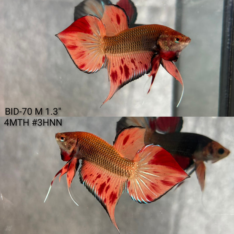 Live Male Betta Orange Vanda Splendens Fantasy Hybrid wild Plakat (BID-70) High quality what you see what you get!!