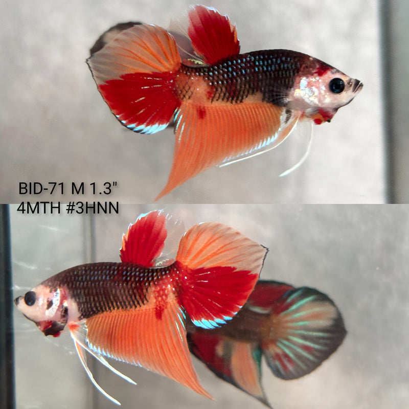Live Male Betta Orange Nemo Splendens Fantasy Hybrid wild Plakat (BID-71) High quality what you see what you get!!