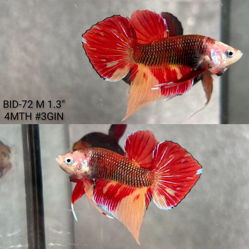 Live Male Betta Red Koi Splendens Fantasy Hybrid wild Plakat (BID-72) High quality what you see what you get!!
