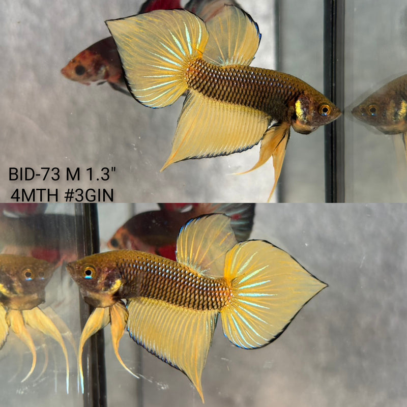 Live Male Betta Yellow Pineapple Splendens Hybrid wild Plakat (BID-73) High quality what you see what you get!!