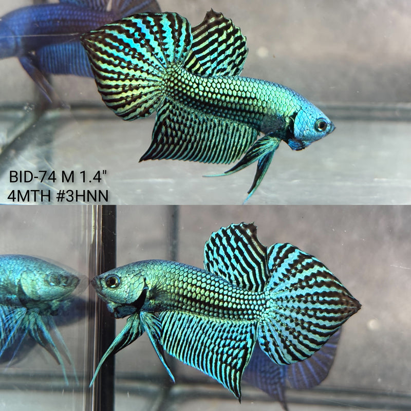 Live Male Betta Green Alien Hybrid wild Plakat (BID-74) High quality what you see what you get!!