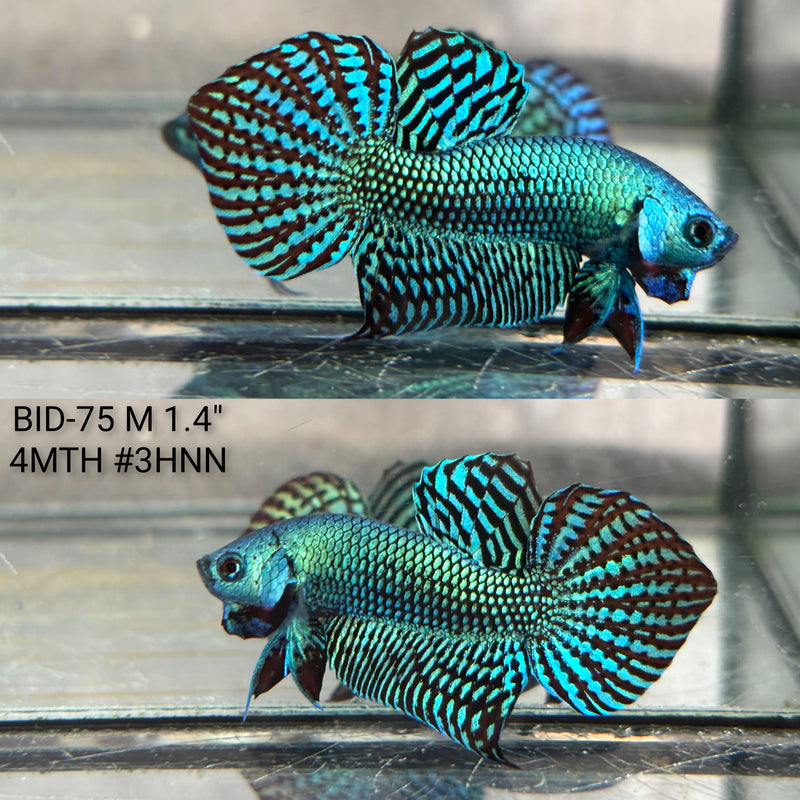 Live Male Betta Green Alien Hybrid wild Plakat (BID-75) High quality what you see what you get!!