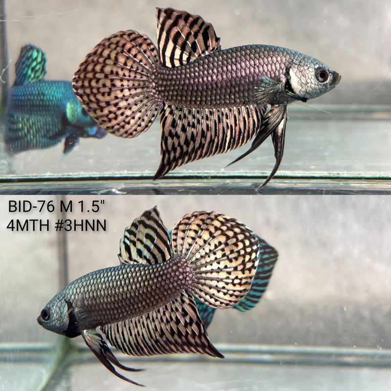 Live Male Betta Copper Alien Hybrid wild Plakat (BID-76) High quality what you see what you get!!