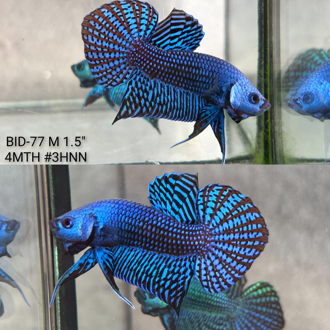 Live Male Betta Blue Alien Hybrid wild Plakat (BID-77)S332✔️ High quality what you see what you get!!