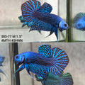 Live Male Betta Blue Alien Hybrid wild Plakat (BID-77)S332✔️ High quality what you see what you get!!