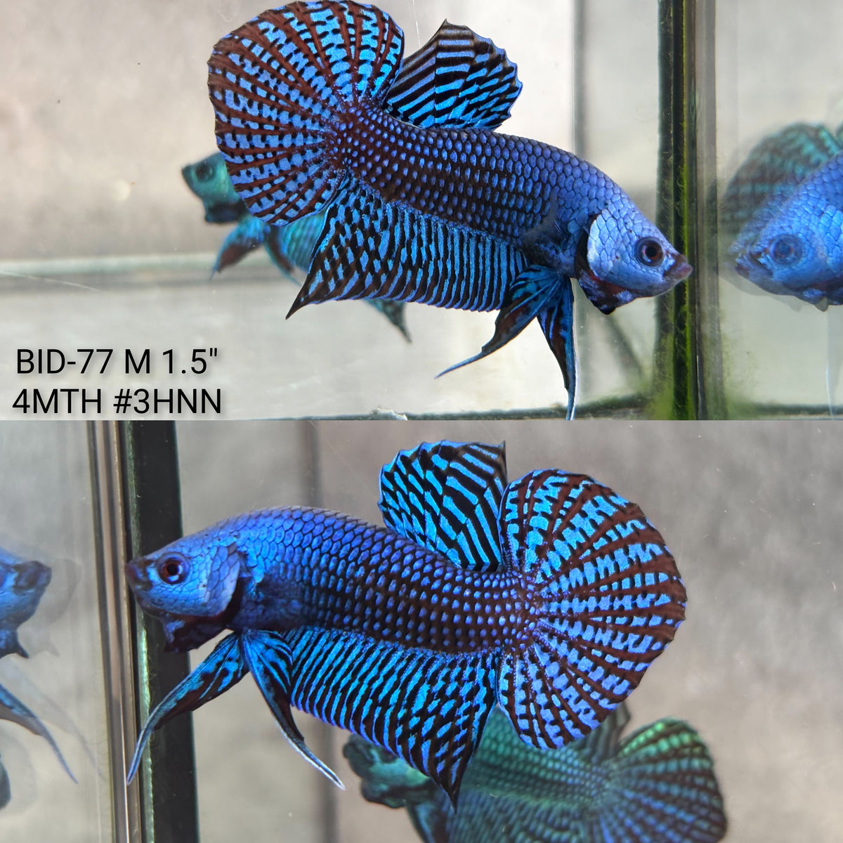 Live Male Betta Blue Alien Hybrid wild Plakat (BID-77)S332✔️ High quality what you see what you get!!