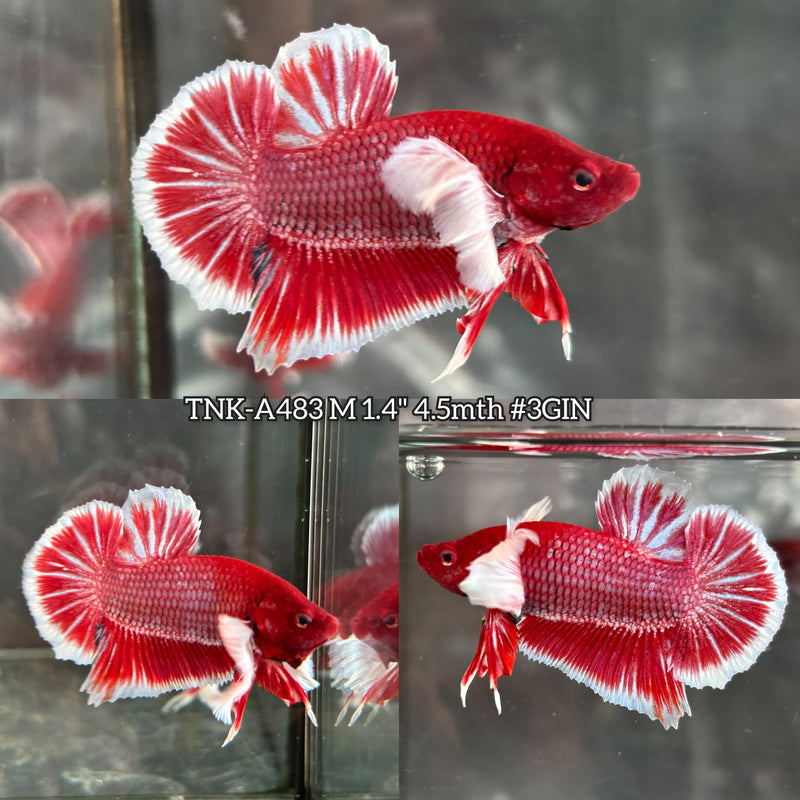 Live Male Betta Purple Pink Salamander Dumbo big ear Plakat (TNK-A483) High quality what you see what you get!!