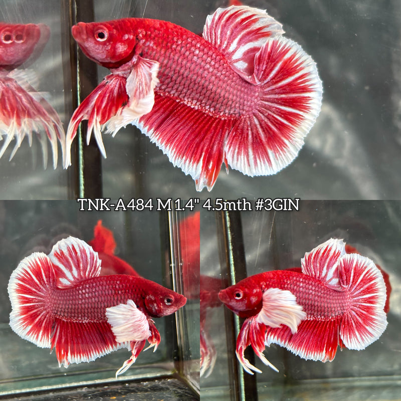Live Male Betta Purple Pink Salamander Dumbo big ear Plakat (TNK-A484) High quality what you see what you get!!