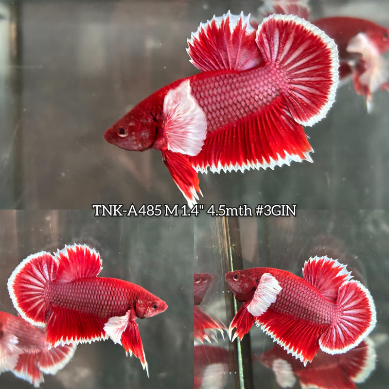 Live Male Betta Purple Pink Salamander Dumbo big ear Plakat (TNK-A485) High quality what you see what you get!!