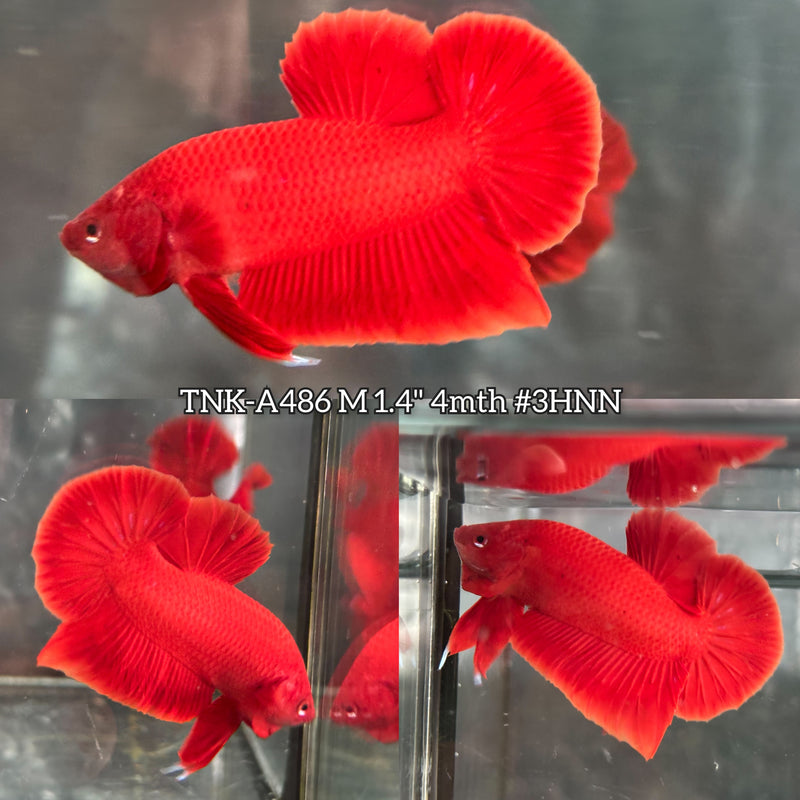 Live Male Betta Super Red Solid Color Plakat (TNK-A486) High quality what you see what you get!!