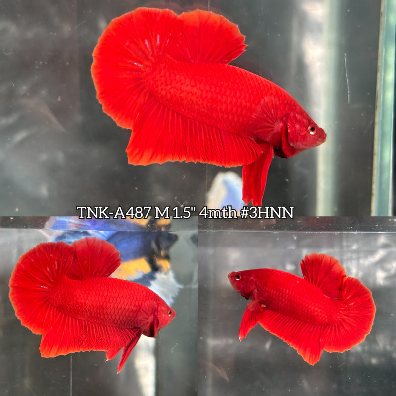 Live Male Betta Super Red Solid Color Plakat (TNK-A487) High quality what you see what you get!!